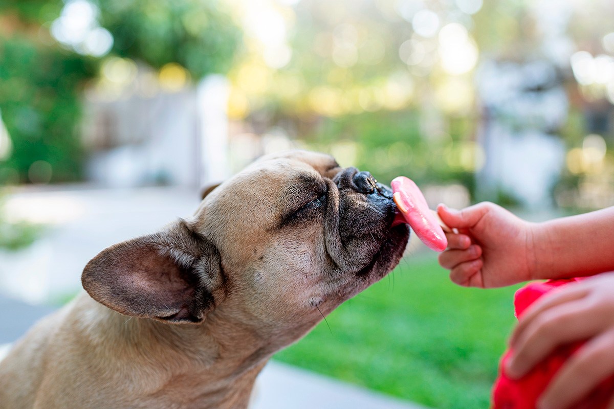 Cool & Safe Pupsicles: Healthy Frozen Treats for Your Dog