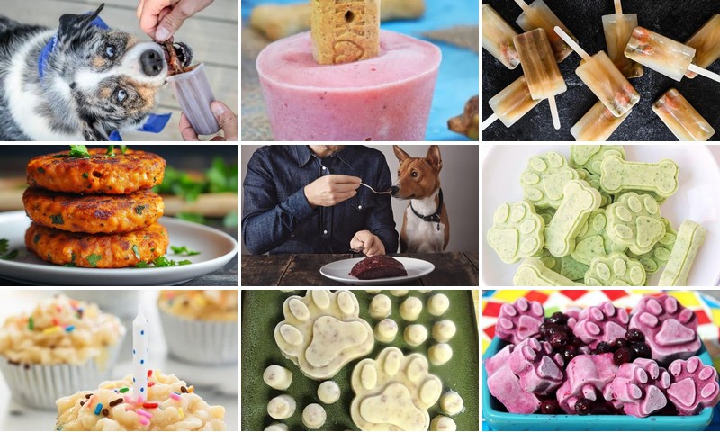 Summer Pupsicles: Hydrating & Safe Alternatives to Human Popsicles